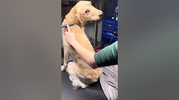 Unit D Assignment 6 - Using an Undercoat Rake