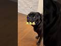 取られちゃった🥺 #dog #柴犬 #パグ #わんこ #shibainu #doggie #cute #pug #shiba #playing #funny #short #favorite