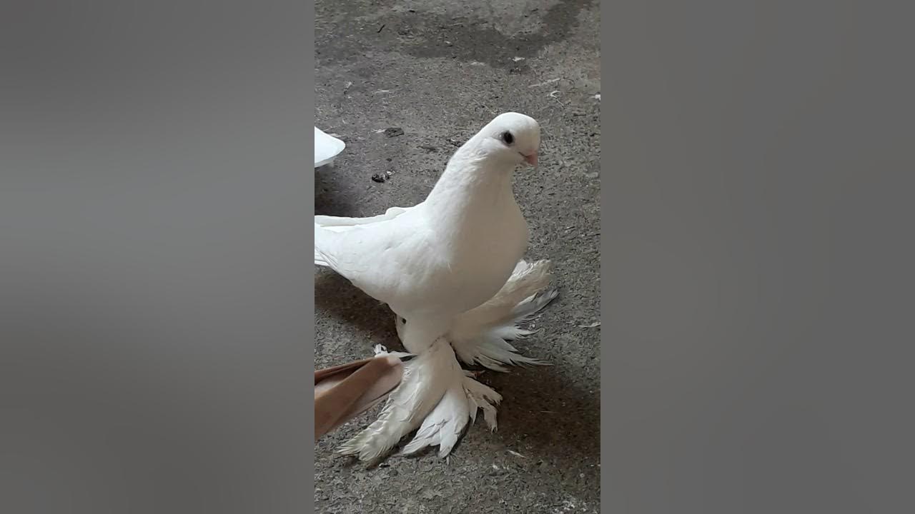 Он снимал голубей