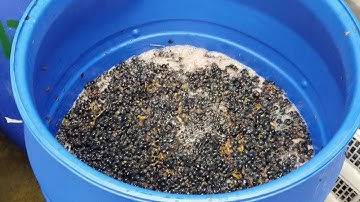 Measure Brix in the Must - Winemaking 7