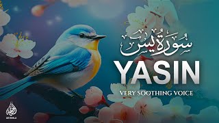 Surah Yasin (Yaseen) سورة يس | Recited by Tareq Mohammad | Relaxing Heart Touching Voice | Ar Rihla