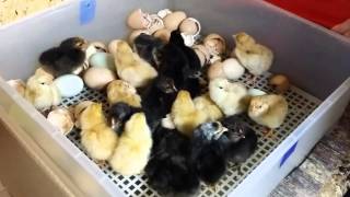 Build a chicken brooder on the cheap!