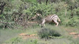 Namibian Adventure Part 2, Erindi Game drive screenshot 2