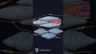 Explore Smooth Muscle in Complete Anatomy 🔬