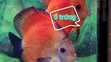 cá dĩa sinh sản trong bể cộng đồng @ đam mê cá cảnh
