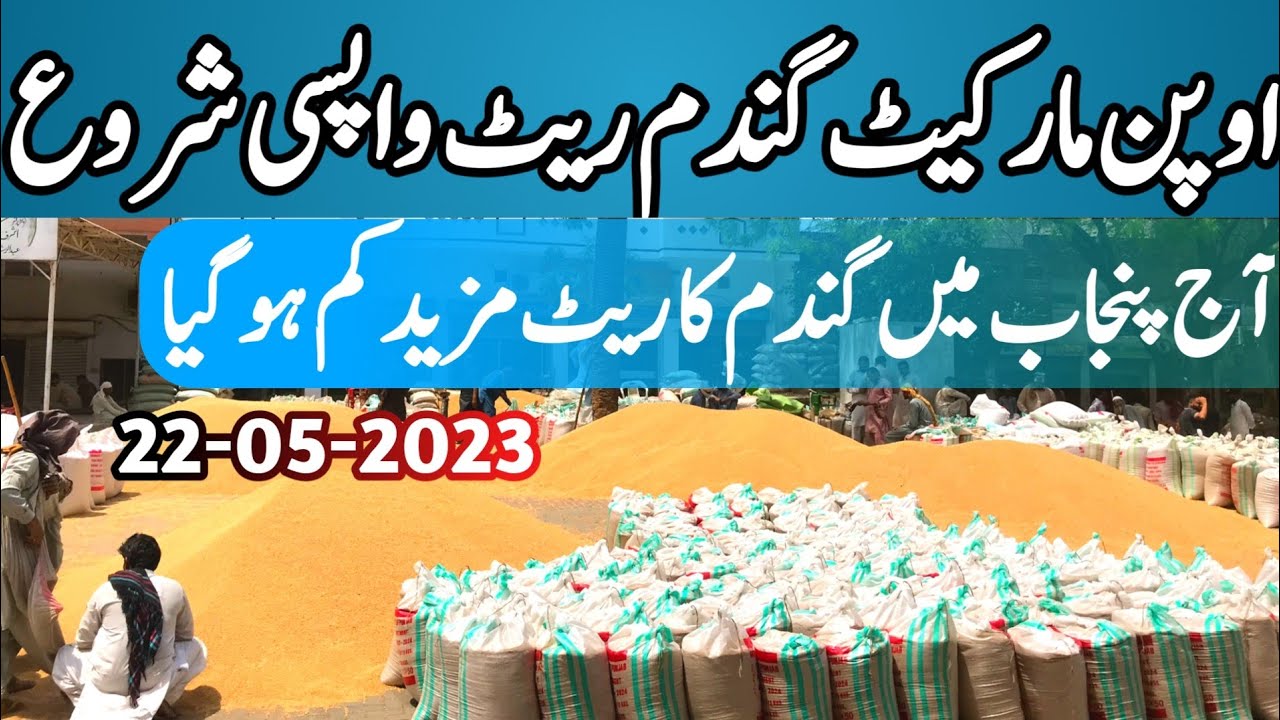 Wheat update todayWheat New rate in Pakistan 2023Gundam rate today 
