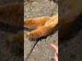 パイセン、自己主張強すぎ問題🐱💥💦 #猫島 #姫島 #cat #地域猫活動 #姫ねこ