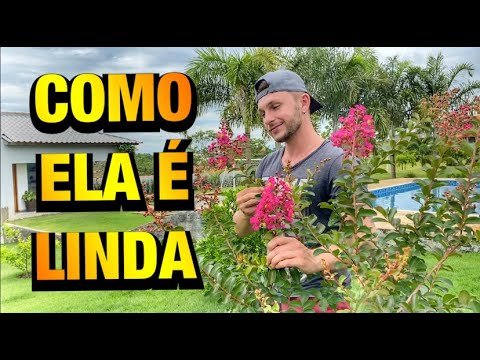 Vídeo: Quando semear a reseda odorata?