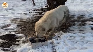 Download Lagu Na de geboorte eruit getrapt, huilde ze op het moment dat ze de warmte van haar pups voelde MP3