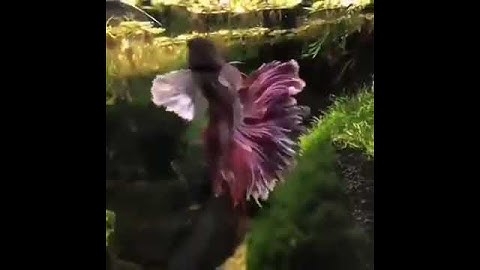 هذا خلق الله - سورة لقمان🐟💐