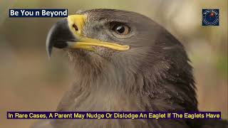 Even Eagles Need a Push to Fly – Powerful Life Lesson