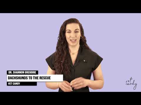 The Gene Therapy Breakthrough Helping Dachshunds