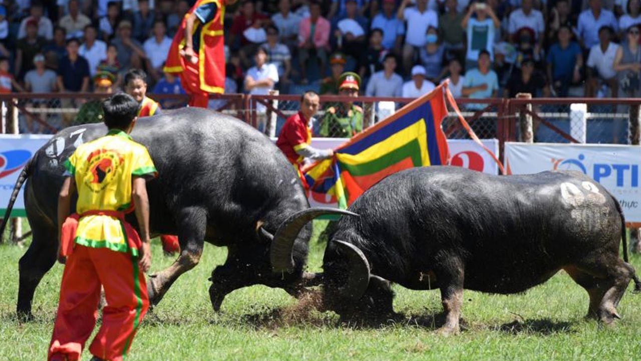Lễ hội Chọi Trâu xã Hải Lựu - Xuân Bính Ngọ 2026 : CHUNG KẾT