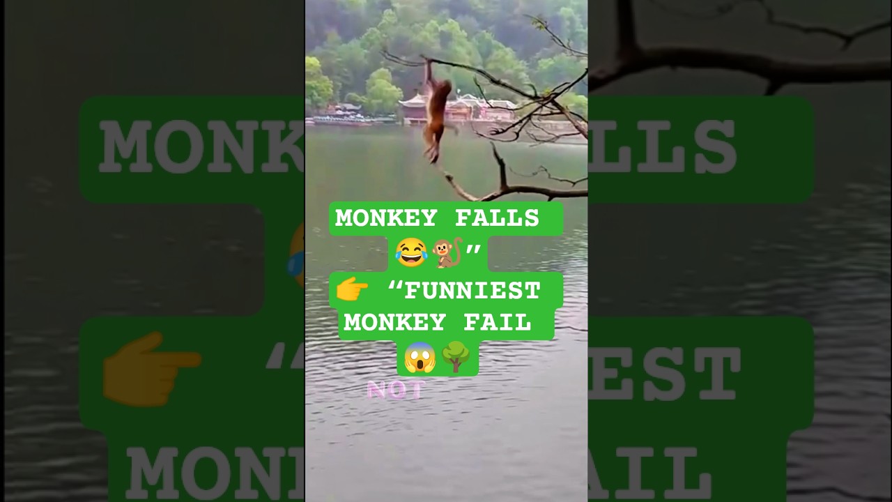 Monkey Climbs a Tree 🐒🌳 and Falls 😂 | Funniest Monkey Video 2025
