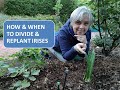 HOW TO DIVIDE AND REPLANT IRIS / HOW AND WHEN TO DIVIDE AND REPLANT BEARDED IRIS
