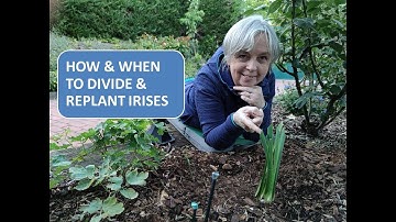 HOW TO DIVIDE AND REPLANT IRIS / HOW AND WHEN TO DIVIDE AND REPLANT BEARDED IRIS
