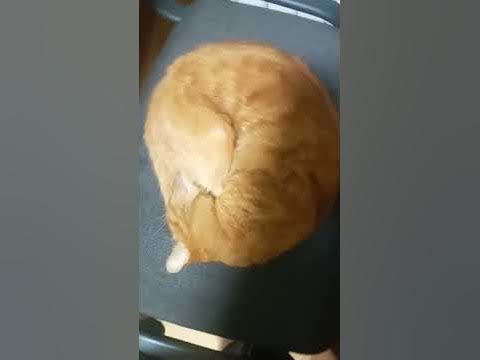 калачик ;) - YouTube