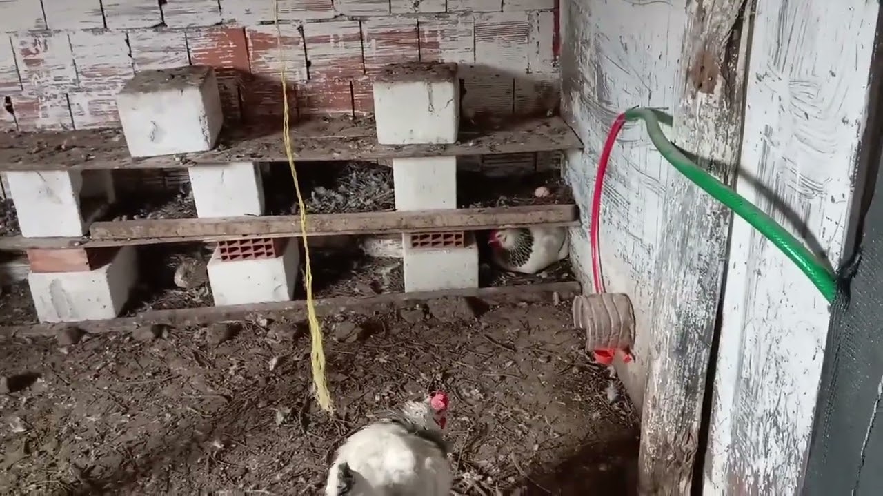 Yumurtaların maşAllahı var