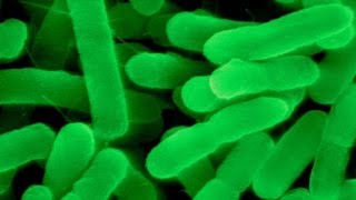 Nevada woman dies of superbug resistant to all available US antibiotics