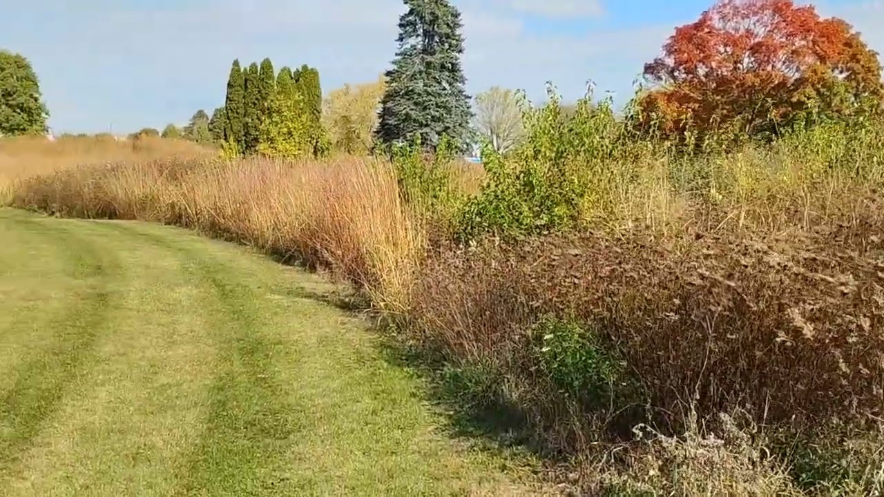 Fall walk 2025 with pretty autumn colors | Moto G Play stabilizer test