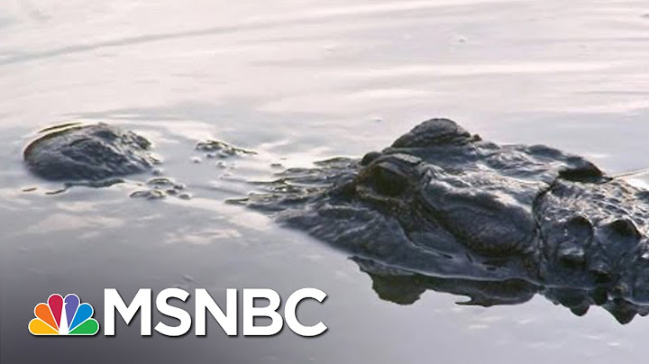 How To Escape The Jaws Of An Alligator (Web Exclusive) | Split Second Decision | MSNBC