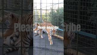 safari park tiger cheetah safari animals jungle run review travel