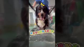 愛犬失蹤多日，打開門瞬間淚崩@pioloanimatore