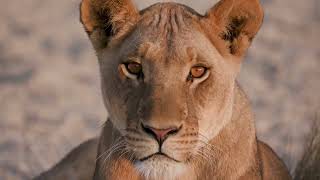 Scientists estimate there are approximately 7.77 million species of animals on Earth.
