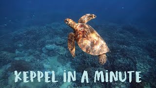 A Scuba Diving Adventure at Great Keppel Island (in One Minute)