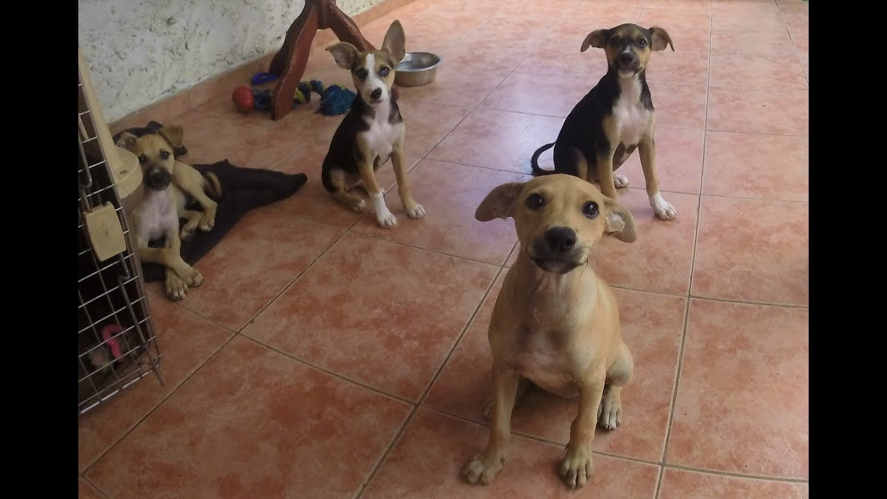 Chiots Créoles En Famille Daccueil Session 7