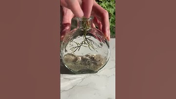 Making my Gillyweed decorative potion bottle! #apothecary #potions #potion #potioncraft