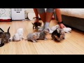Comment prendre une photo avec 10 chatons ?