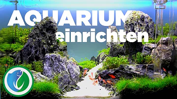 Wie kann man ein Aquarium dekorieren?