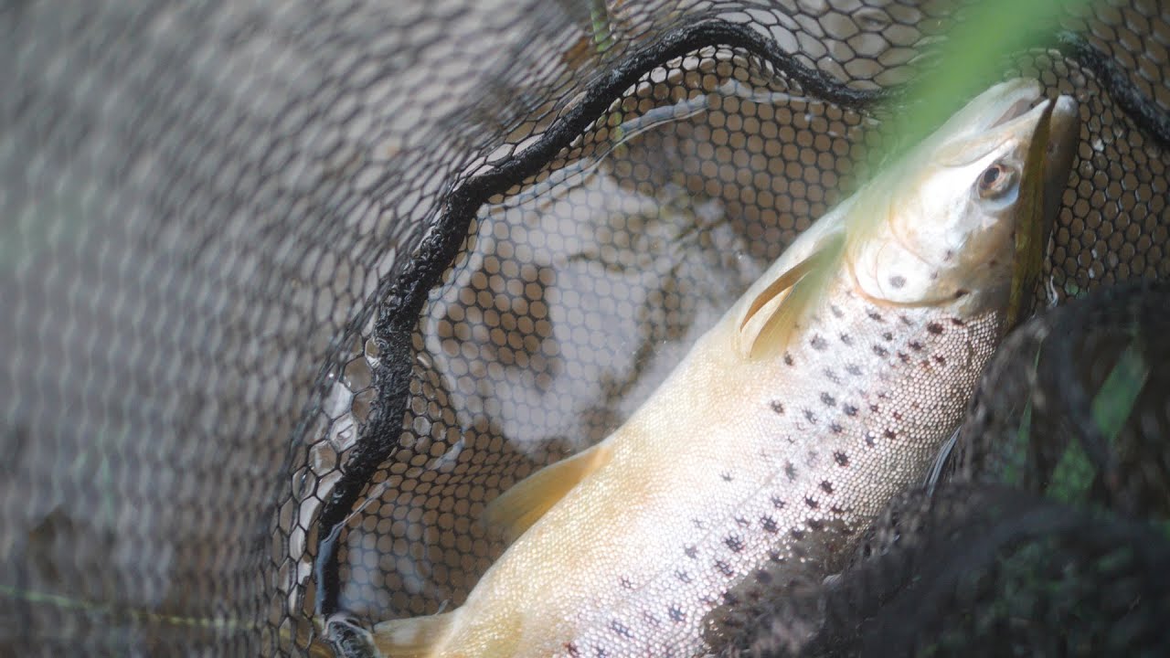 River Trout Caught on DRY FLY! Brown Trout River Fishing in England YouTube