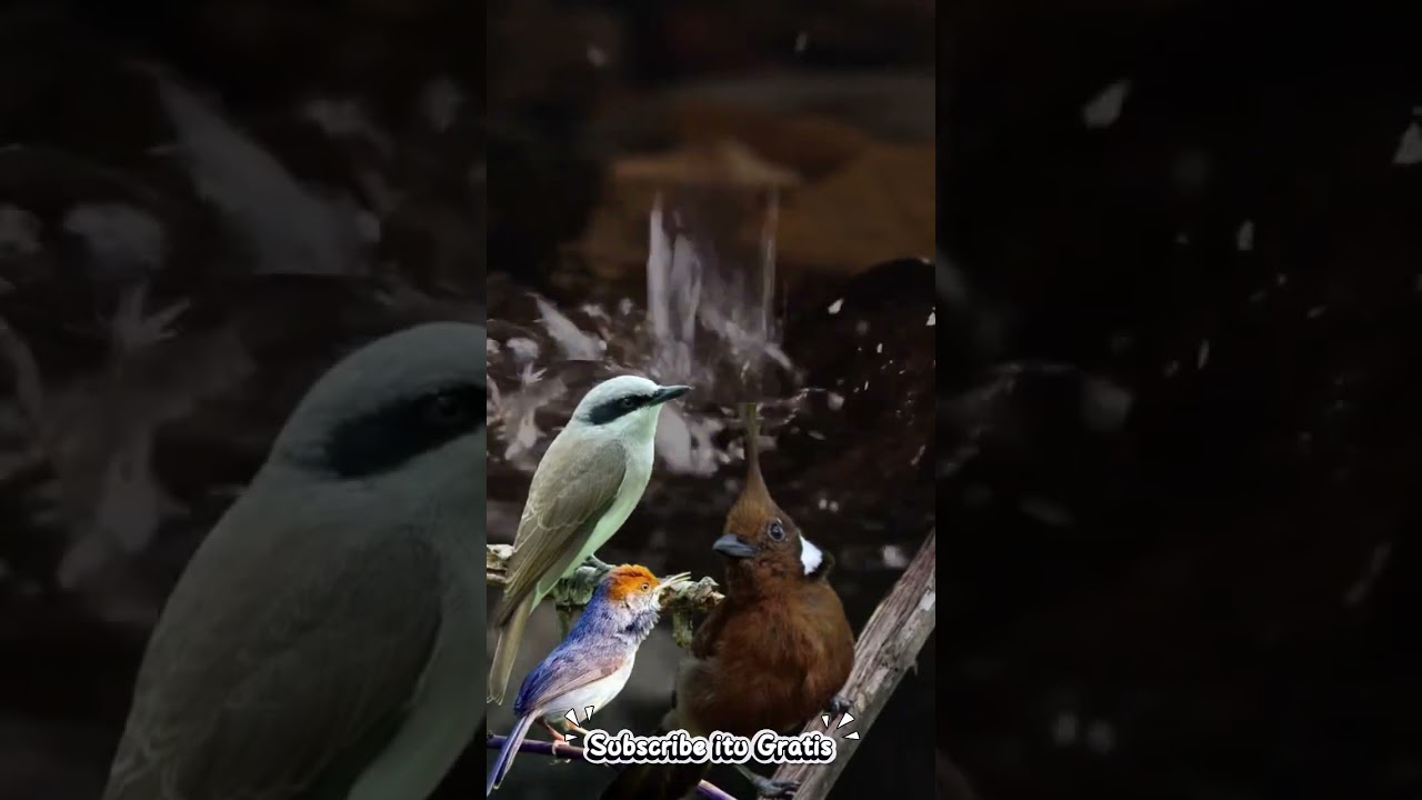 PASTI MASUK SEMUA KE BURUNG GACOANMU CILILIN PRENJAK PLATUK CIBLEK KAPAS TEMBAK DAN LAINNYA