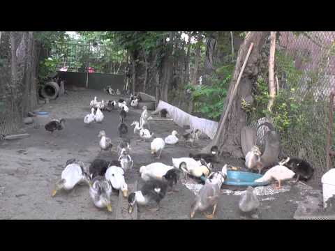Видео: Как да храним патици в парка
