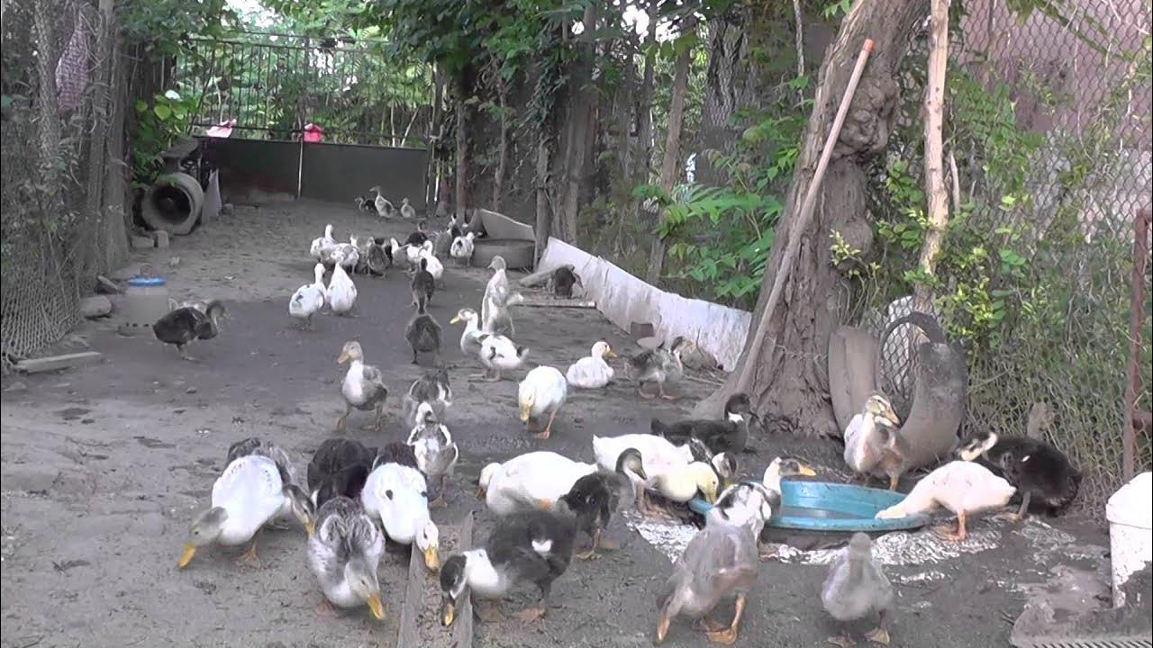 утки в царицынском парке. утки 2024. утка агидель. флаг с уточкой. семья уток.