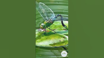 Đời sống của chuồn chuồn