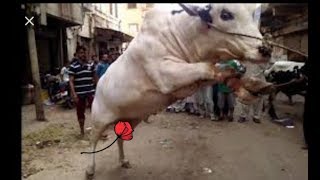 Qurbani Sultan Woman 103000 Latest Video