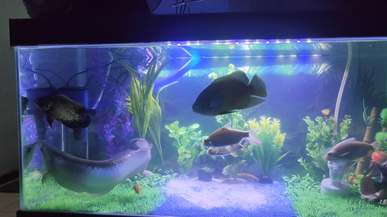 Ikan arwana silver digabung dengan Oscar dan louhan