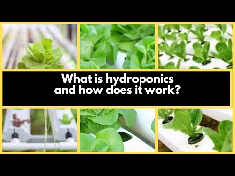 Hydroponics Farming (soilless method): What is hydroponics and how does it work?