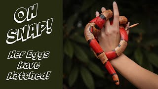Honduran Milk Snake Babies Are Hatching! by Cold Blood Creations 609 views 7 months ago 3 minutes, 16 seconds