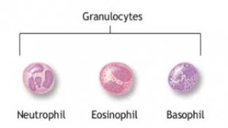 Polymorphonuclear Leukocytes by Dr. Mamoona