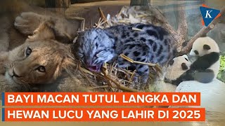 Penampakan Bayi Macan Tutul Salju dan Satwa Langka Lain yang Lahir pada 2025