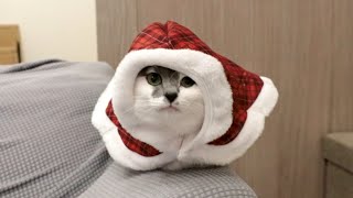 クリスマスにサンタのコスプレをした猫が可愛すぎました！