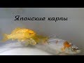 Японские карпы КОИ • Прудовые рыбки • Подводная съемка