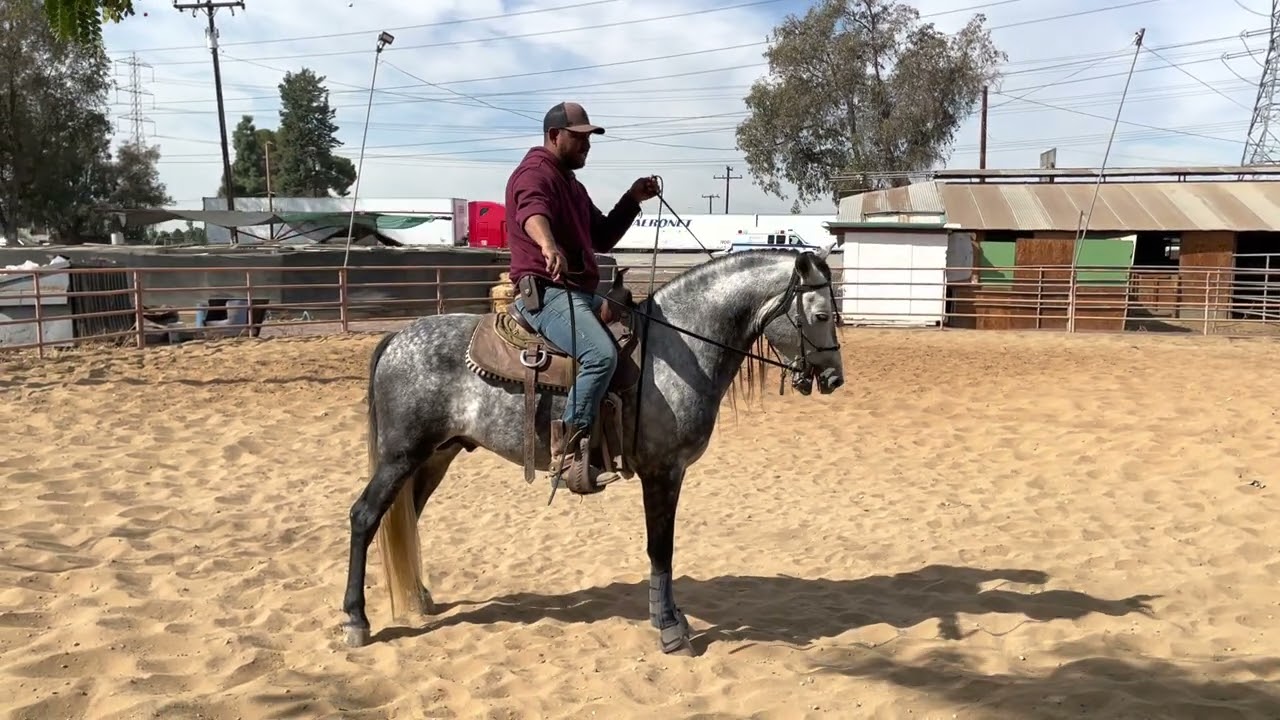 Como enseñarle a tu caballo a parar en las patas traseras