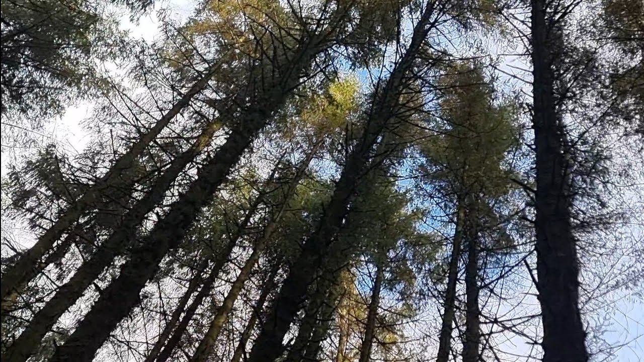Tall trees bending and creaking in the wind, Relaxing noises 😴 YouTube
