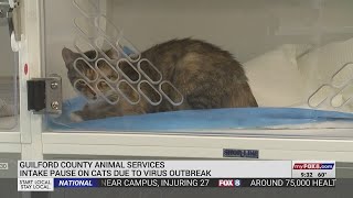 Guilford County Animal Services pausing intake on cats due to virus outbreak