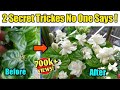 2 Most Effective Tricks to get MAXIMUM Flowers on Arabian Jasmine Plant/Get Maximum Jasmine flowers